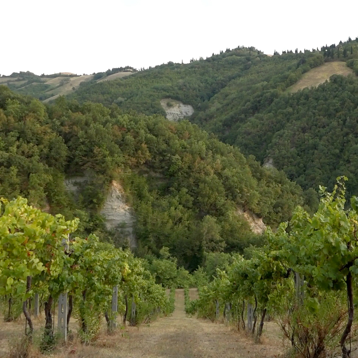 <strong>tenuta di brisighella</strong>