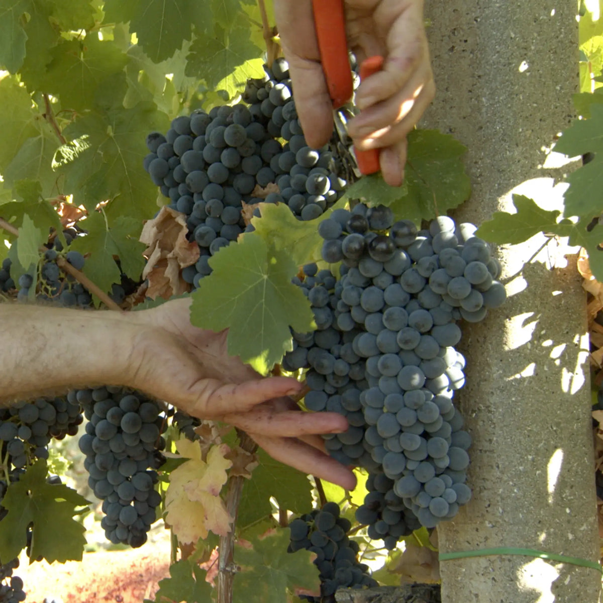 <strong>tenuta di </strong>riolo