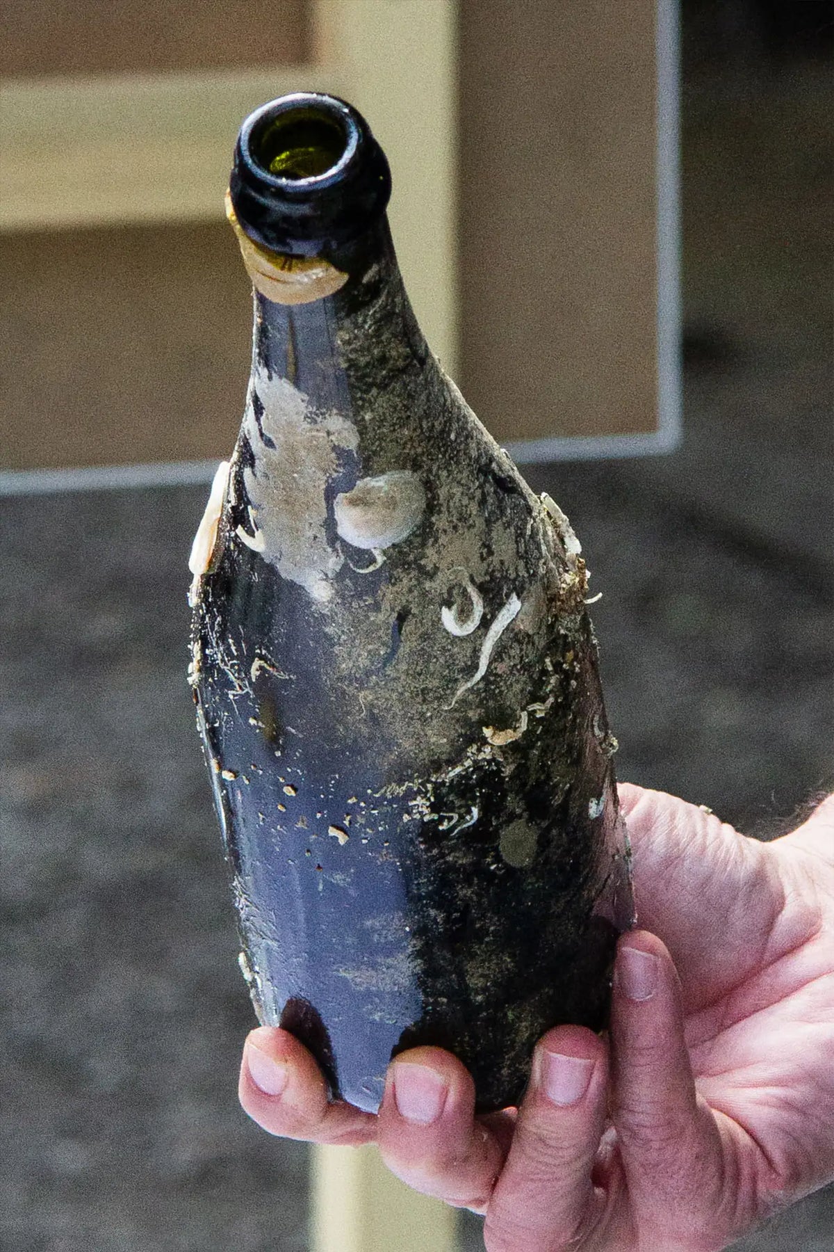 <p>quest’area protetta diventa il luogo in cui la <em><strong>Tenuta Del Paguro®</strong></em> affina il proprio vino. da una catastrofe nasce una meraviglia: senza quell’evento nefasto non sarebbe mai nata la dimora delle più strane specie dei nostri mari, non sarebbe mai nata la culla dei vini della <em><strong>Tenuta Del Paguro®. </strong></em></p>